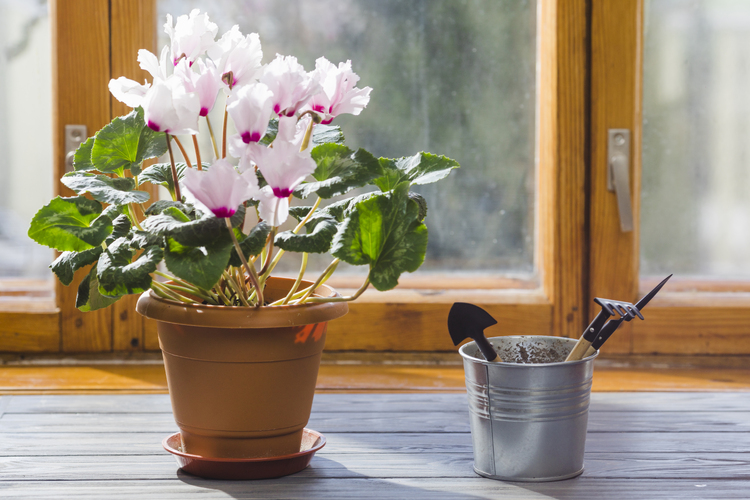 plant-garden-still-life-1
